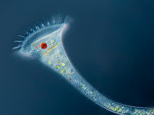 The Microscopic Chill-Out Drawing Party