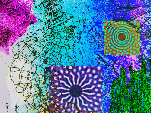 Cnidaria